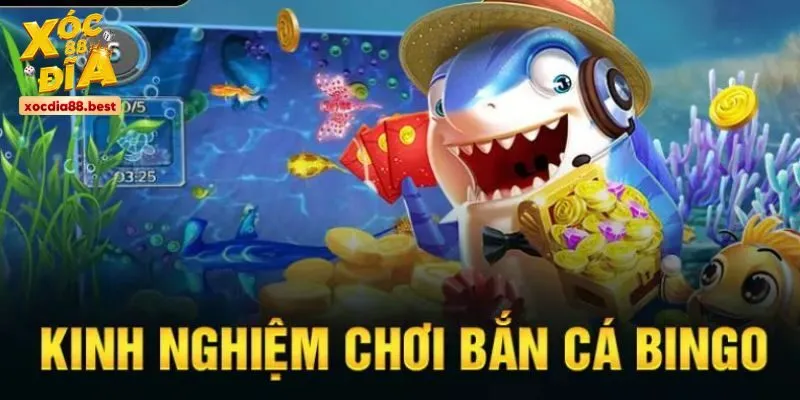 Kinh nghiệm chơi bắn cá Bingo thắng lớn cho ngư thủ