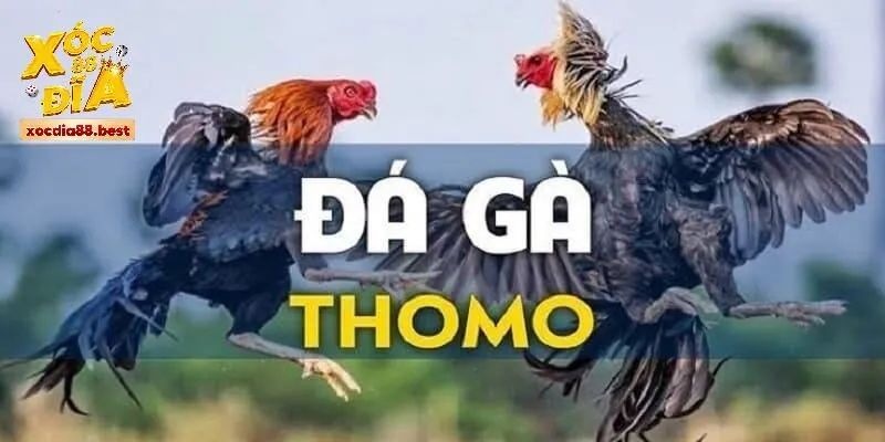 Xem đá gà trực tiếp Thomo 24/7 tại XOCDIA88 được trải nghiệm gì?